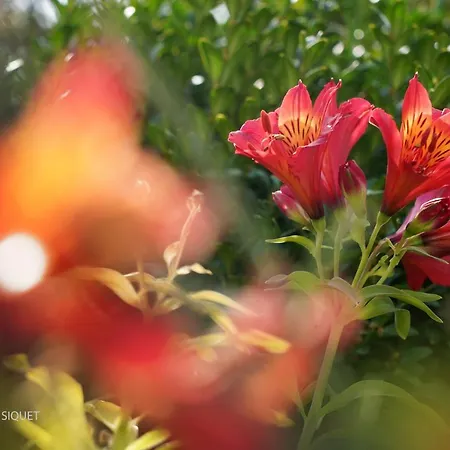 Semesterbostad Le Regina *